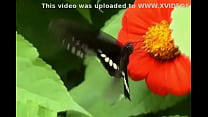 Butterfly - XVIDEOS.COM